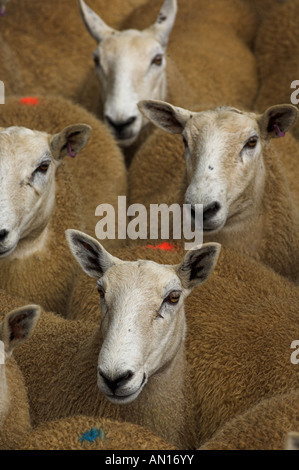 Mules gallois de Welsh Mountain brebis engendré par Blue face Leicester ram Banque D'Images