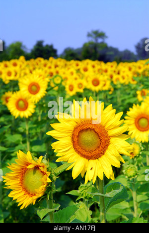 Champ de tournesols en fleurs jaunes en été Banque D'Images