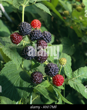 Framboises noires Rubus occidentalis Banque D'Images