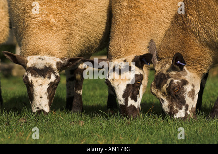 L'herbe de pâturage agneau gallois Mule Banque D'Images