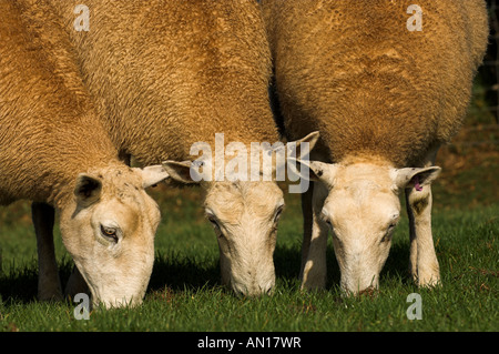 Face blanche sur l'herbe de pâturage Mules gallois Banque D'Images