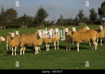 Mules gallois de Welsh Mountain brebis engendré par Blue face Leicester ram Banque D'Images