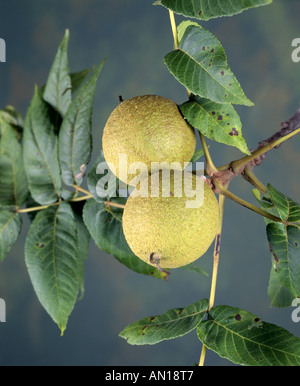 Le Noyer noir Juglans nigra NOIX DANS LEUR ENVELOPPE VERTE STUDIO Banque D'Images