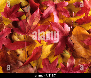 Feuilles d’automne Banque D'Images