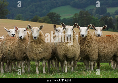 Mules gallois de Welsh Mountain brebis engendré par Blue face Leicester ram Banque D'Images