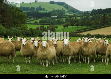 Mules gallois de Welsh Mountain brebis engendré par Blue face Leicester ram Banque D'Images