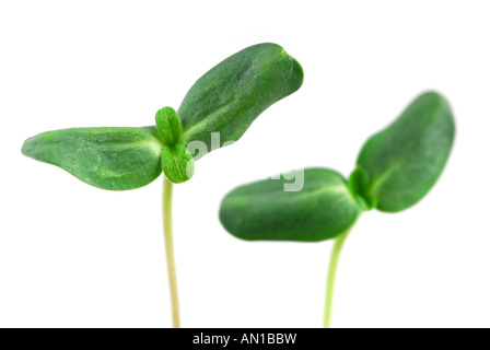 Jeunes pousses de la plante de tournesol isolé sur fond blanc Banque D'Images