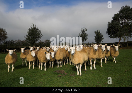 Mules gallois de Welsh Mountain brebis engendré par Blue face Leicester ram Banque D'Images