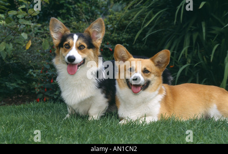 Deux Welsh Corgi sur pelouse L'IRLANDE Banque D'Images