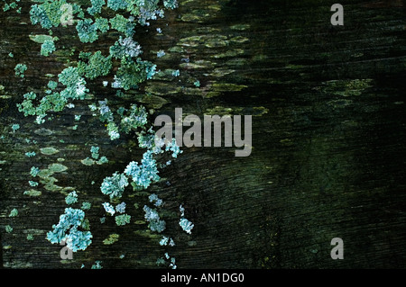 Les lichens poussant sur une vieille planche altérée en décomposition Banque D'Images