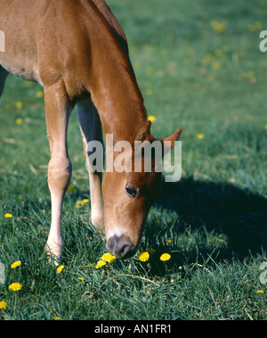 QUARTER HORSE POULAIN LANCASTER PA Banque D'Images