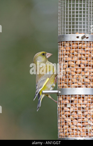 Verdier d'Europe Carduelis chloris mâle sur l'alimentation d'arachide dans la région de Ringwood jardin Hampshire Angleterre Banque D'Images