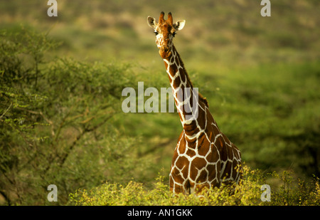 Le portrait d'une girafe réticulée (Giraffa camelopardalis reticulata) Banque D'Images