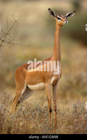 Une femelle Gerenuk (Litocranius walleri) Banque D'Images