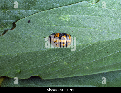 Chrysalide de coccinelle Banque D'Images