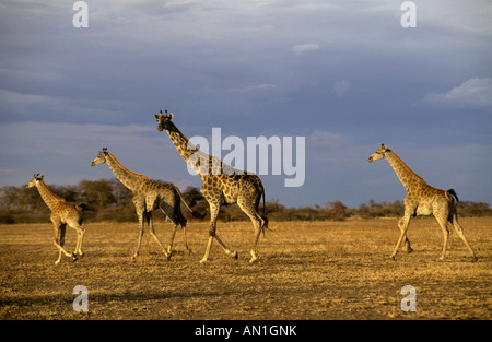 Une famille de girafes enjamber Nxai Pan comme le premier des nuages de la saison des pluies se camelopardelis) frais généraux Giraffa Banque D'Images