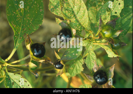 Belladone (Atropa belladonna), fruits mûrs, très toxiques Banque D'Images