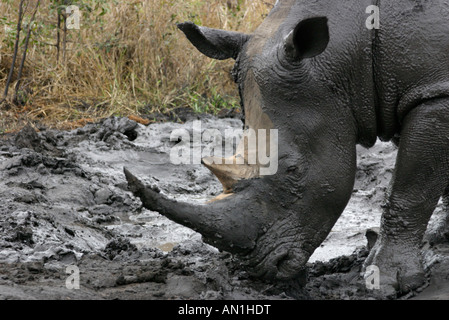 Close-up d'un rhinocéros blanc dans une boue se vautre Banque D'Images