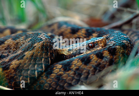 Adder, Viper, commune Politique européenne commune, Viper Viper (Vipera berus), au repos dans l'herbe, l'ALLEMAGNE, Basse-Saxe, Pietzmoor Banque D'Images
