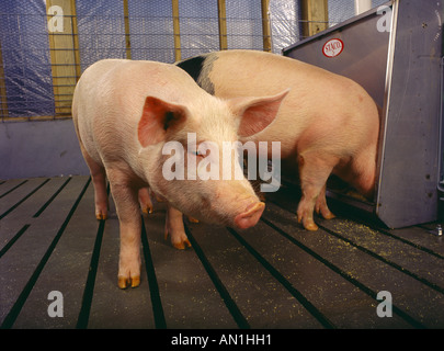 Le POIDS DU MARCHÉ DANS L'ALIMENTATION DES PORCS STYLO ALABAMA Banque D'Images