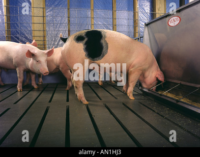 Le POIDS DU MARCHÉ DANS L'ALIMENTATION DES PORCS STYLO ALABAMA Banque D'Images