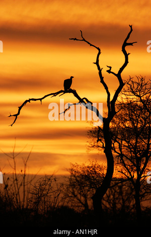 Vautour perché en arbre mort au coucher du soleil Banque D'Images