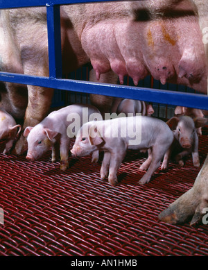 Les porcs Landrace YORKSHIRE NOUVEAU-NÉ AVEC YORKSHIRE HAMPSHIRE Semez en loge le comté de Lancaster en Pennsylvanie Banque D'Images