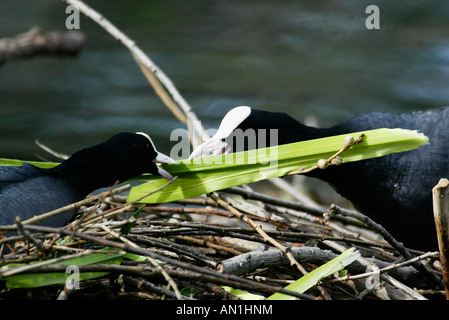 Blaesshuhn Fulica atra Foulque europe europa Banque D'Images