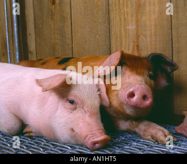 Les porcs de race croisée 30 LB Banque D'Images