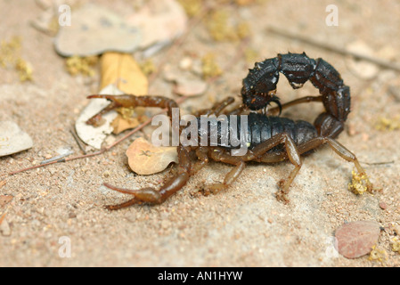Parabuthus transvaalicus - Hairy Black Scorpion à queue épaisse (Buthidae) Banque D'Images