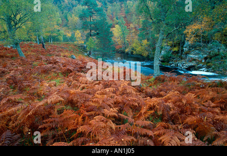 Fougère aigle (Pteridium aquilinum), des autochtones, des bois de bouleaux en automne, Royaume-Uni, Ecosse, Glen Strathfarrar NNR, Glen Str Banque D'Images