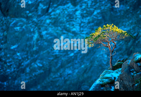 Le pin noir, le pin tordu, port pin (Pinus contorta), le rocher, la Norvège, Flatanger Banque D'Images