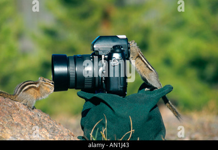 L'Est de l'American le tamia rayé (Tamias striatus), duo à la découverte d'une appareil photo, USA, Wyoming, Yellowstone NP Banque D'Images