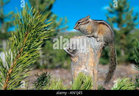 L'Est de l'American le tamia rayé (Tamias striatus), Sitting on tree stump, USA, Wyoming, Yellowstone NP Banque D'Images