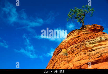 Le pin ponderosa, le pin jaune de l'ouest, blackjack, bull pin (Pinus ponderosa), growing on ledge, USA, Utah, Zion NP Banque D'Images