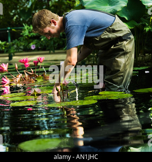 Jardinier nénuphar santa cruz lily red cup Banque D'Images