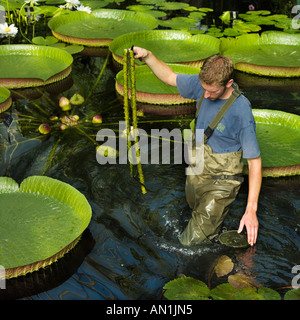 Entretien jardin géant water lily lily santa cruz Banque D'Images