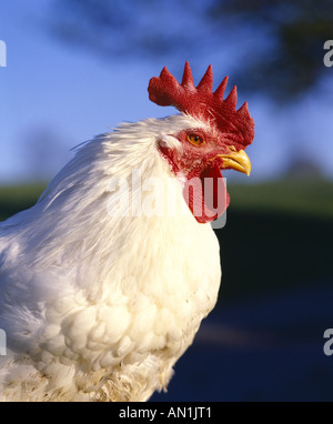 HUBBARD CROSS 8 SEM POULET COQUELET Banque D'Images