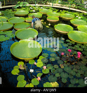 Pataugeant avec l'eau de nénuphar géant santa cruz lily Banque D'Images