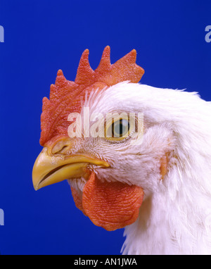 6 POULET DE CROIX HUBBARD SEMAINE COQUELET Banque D'Images