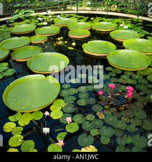 L'eau de nénuphar géant santa cruz lily Banque D'Images