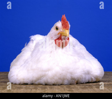 HUBBARD CROSS 6 SEMAINE POULET COQUELET STUDIO Banque D'Images