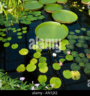 Diverses espèces de nénuphar lily santa cruz Banque D'Images