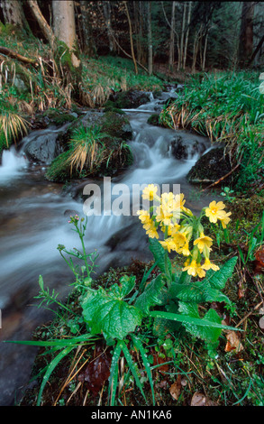 Oxlip (Primula elatior), au ruisseau en forêt décidue mixte, France, Vogesen Banque D'Images