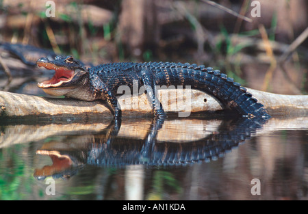 Alligator Alligator mississippiensis), (le soleil sur tronc d'arbre avec la bouche ouverte, USA, Floride, Big Cypress NP Banque D'Images