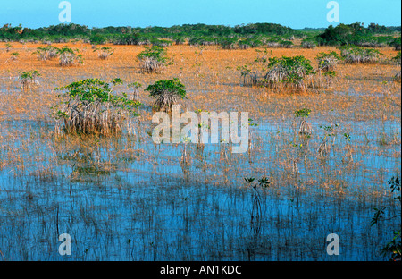 La mangrove blanche (Laguncularia racemosa), avec racines aériennes dans l'eau saumâtre, USA, Floride, Everglades np Banque D'Images