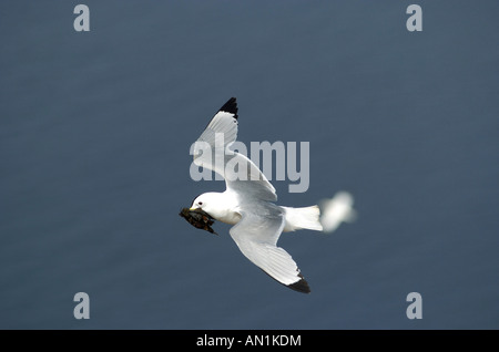 Dreizehenmoewe Larus tridactylus Mouette tridactyle Rissa tridactyla mouette tridactyle black europe europa moewe moewen Banque D'Images