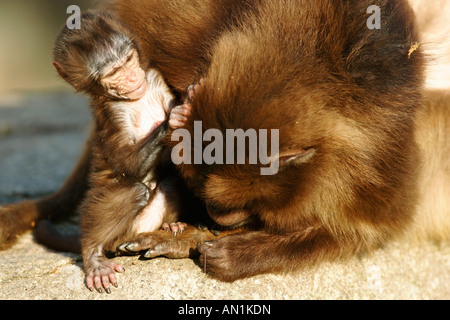 Blutbrustpavian Dschelada Theropithecus gelada babouin gelada Banque D'Images