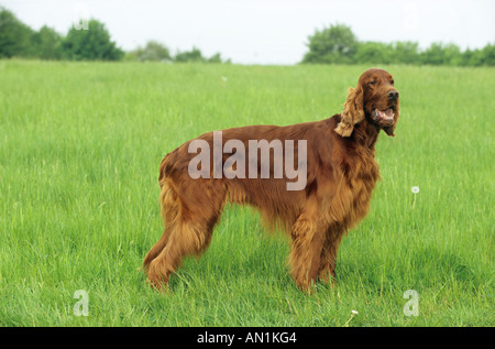 Setter Irlandais - standing on meadow Banque D'Images