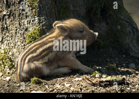 Shoat - leaning against tree Sus scrofa Banque D'Images